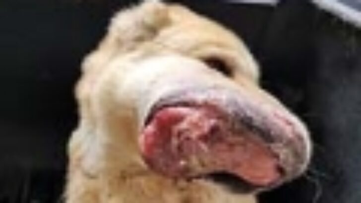 Ağzında kanser olan köpek tedavi altına alındı