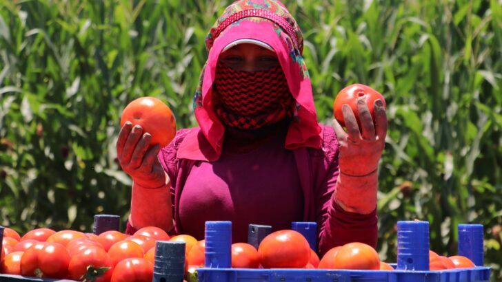 Domates verim ve fiyatıyla yüz güldürüyor