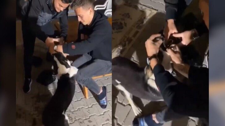 Köpeğe alkol işkencesine tepki yağdı!
