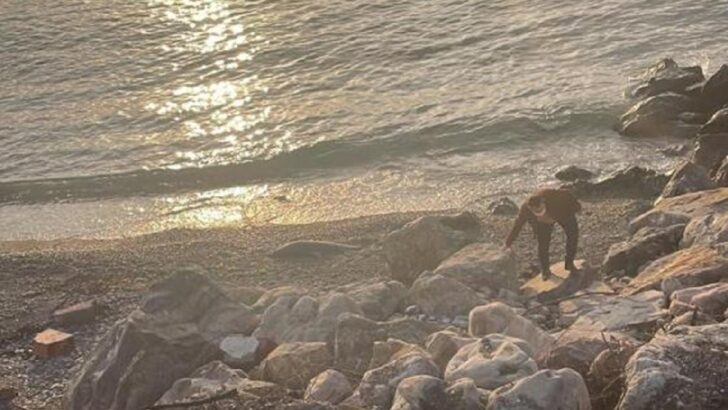 Yine kıyıya vurdu! Sayı her geçen gün artıyor