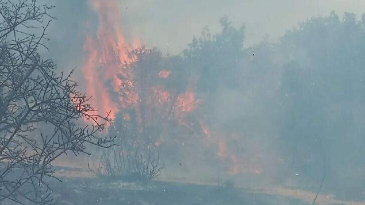 Bodrum’da orman yangını