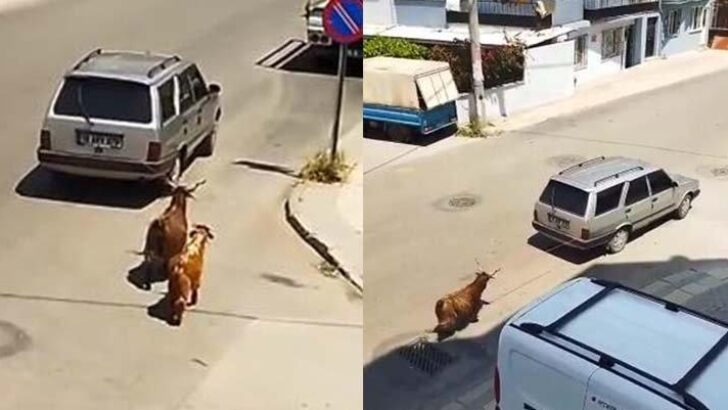 Sosyal medyada tepki çekmişti… Gözaltına alındı