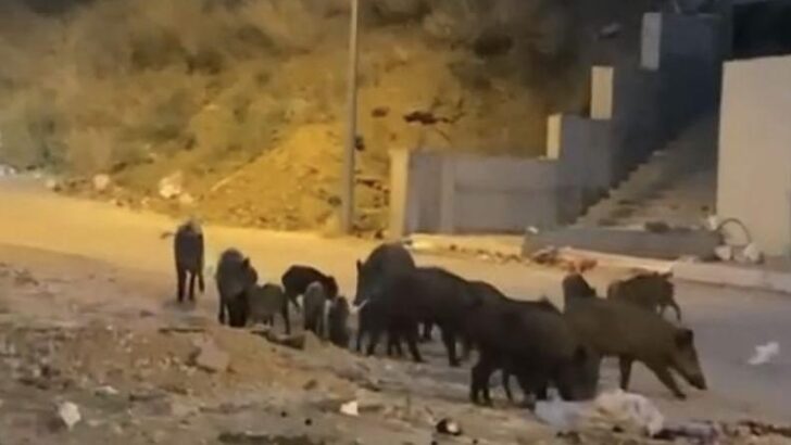 Aç kalan domuzlar topluca kente geldi