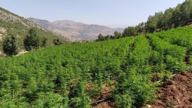 İçişleri: Diyarbakır’da 1 milyon 681 kök kenevir ele geçirildi