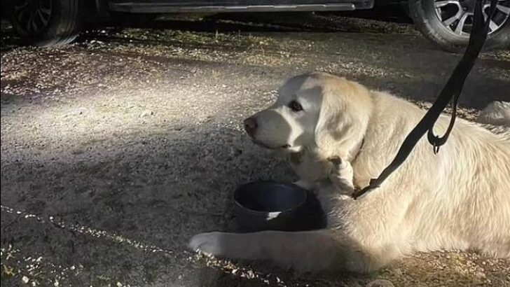 İskoçya’da dağda kalan Türk köpeği özel ekip kurtardı