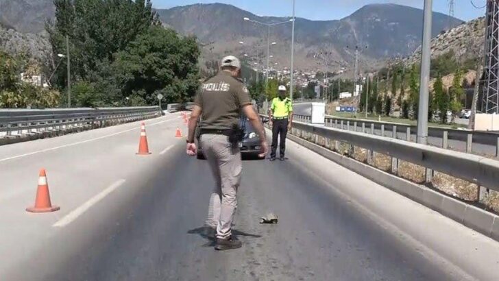 Komiser, kara yoluna çıkan kaplumbağayı böyle kurtardı