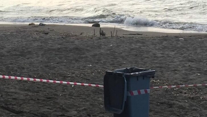 Rus yapımı mayın tetikleyicisi Ordu sahiline vurdu