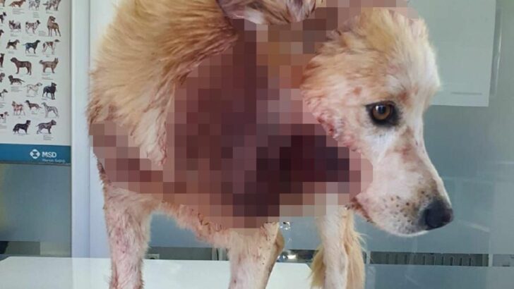 Çaldığı köpeğin çenesini bıçakla kesti