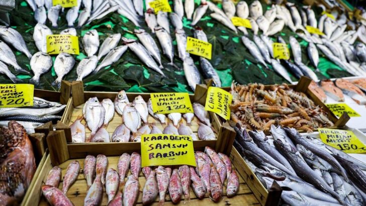 Karadeniz’de deniz suyu sıcaklığı balık avcılığını olumsuz etkiledi