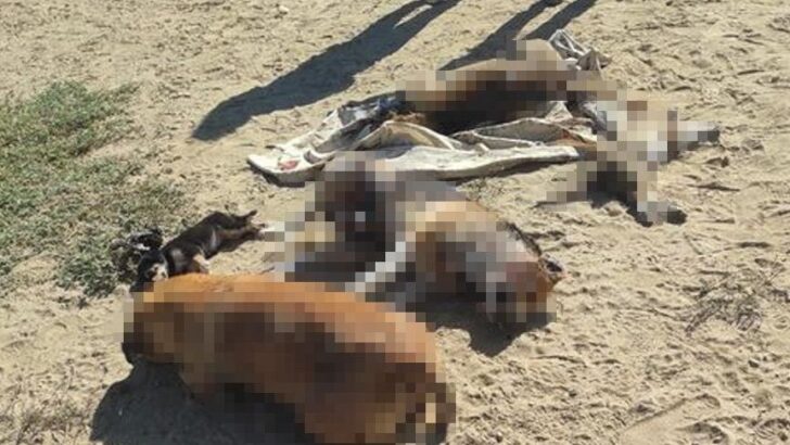 Nazilli’de 13 köpek ölü bulundu