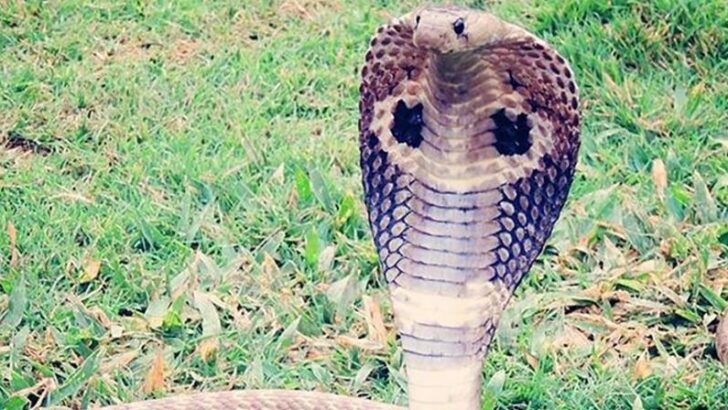 İsveç’te hayvanat bahçesinden kaçan dev kral kobra, bir hafta sonra geri döndü