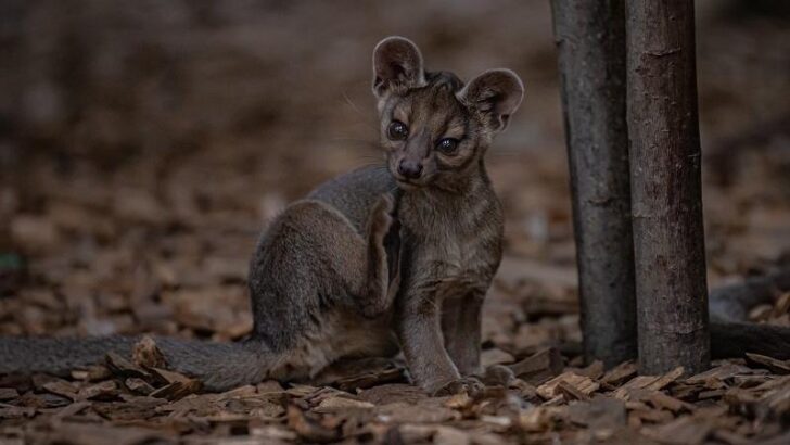 Madagaskar kedisi Fossalar, İngiltere’de doğum yaptı