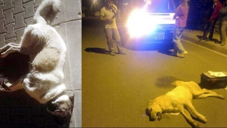 Muğla’da sahipli köpekleri zehirlediler
