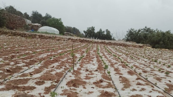 Mersin’de dolu yağışı ekili alanlara zarar verdi