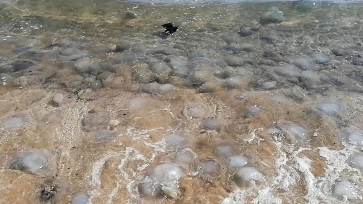 Mersin’de çok sayıda ölü denizanası sahillere vurdu