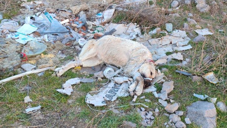 Burası Ankara! Ağzı ve ayakları plastik kelepçeyle bağlı tecavüze uğradı