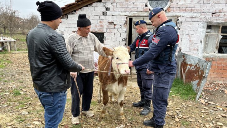 Sinop’tan çalınan inek Kastamonu’na bulundu