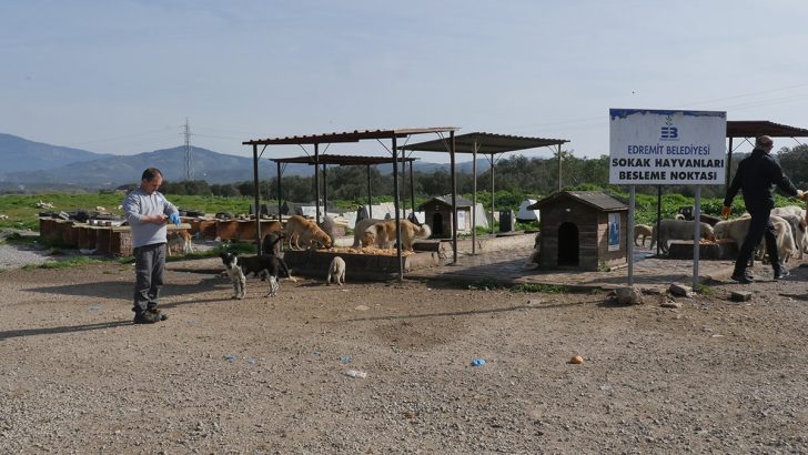 Sahipsiz hayvanların yemeğini çaldılar
