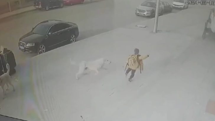 Sokak köpekleri okuldan dönüş yolunda saldırdı
